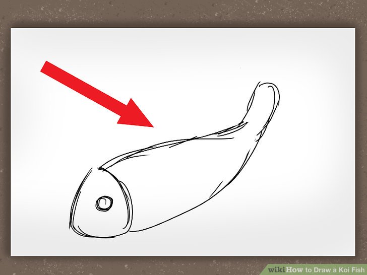 728x546 How To Draw A Koi Fish Steps - Koi Fish Drawing Simple