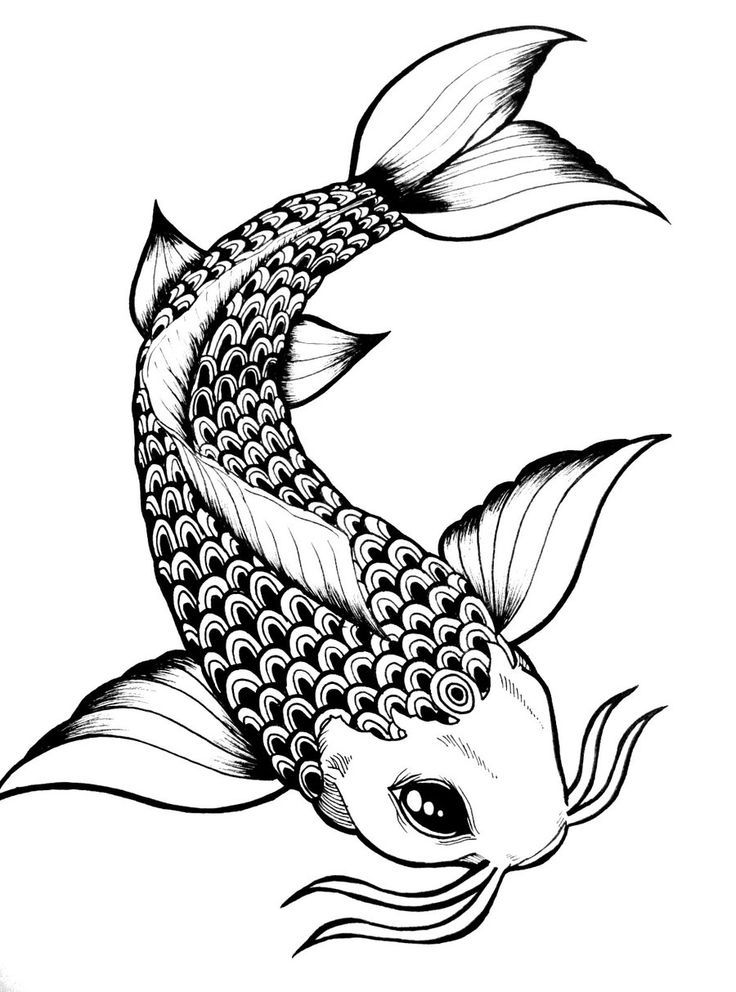 736x992 Fiiiishhh Koi Fish Drawing, Fish Drawings - Koi Fish Drawing Simple