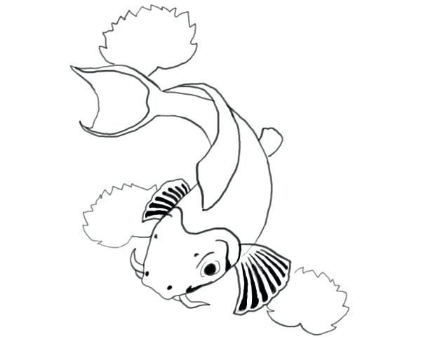 600x500 simple fish drawing fish drawings wrap up simple koi fish drawing - Koi Fish Drawing Simple