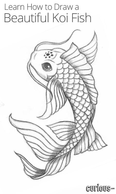 Koi Fish Drawing Step By Step at PaintingValley.com | Explore