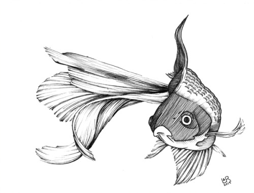 500x380 Koi Fish Tumblr Theme - Koi Fish Drawing Tumblr