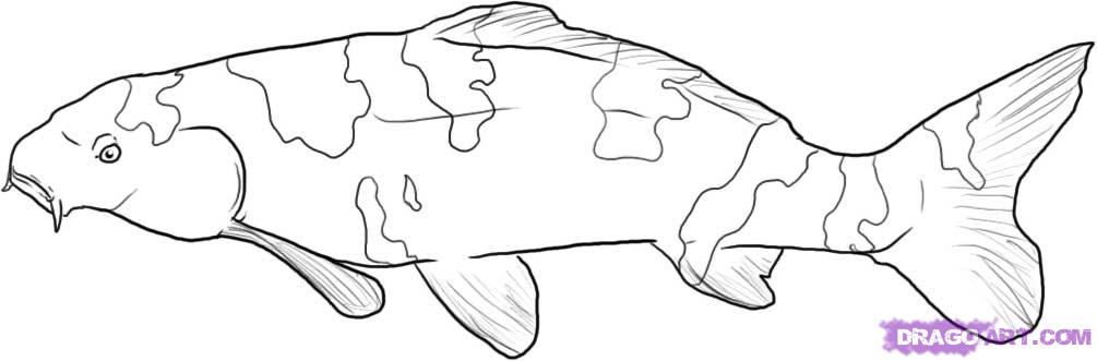 1005x331 How To Draw A Koi Fish, Step - Koi Fish Drawing Tutorial