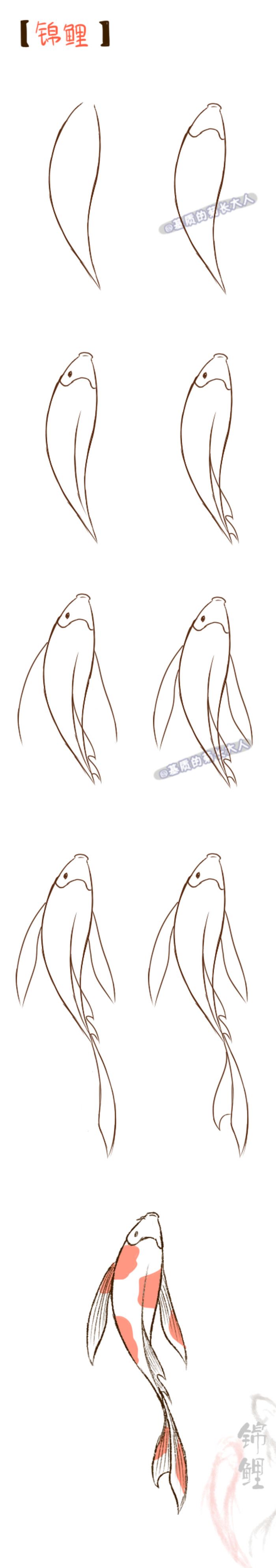 koi fish drawings