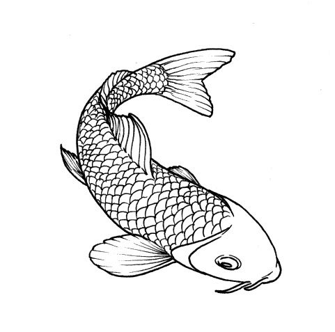 481x477 Koi Fish Drawing Outline - Koi Fish Outline Drawing