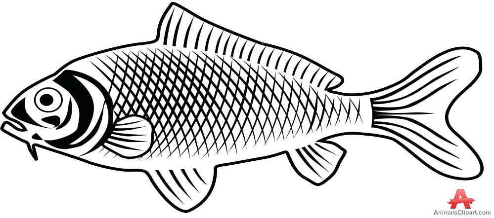 999x442 New Fish Outline Drawing Koi - Koi Fish Outline Drawing
