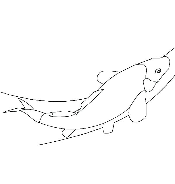 600x630 Fish Outline Template Koi Outlines Drawing Coloring Pictures - Koi Fish Outline Drawing