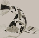 150x148 Koi Fish Pencil Drawing - Koi Fish Pencil Drawing