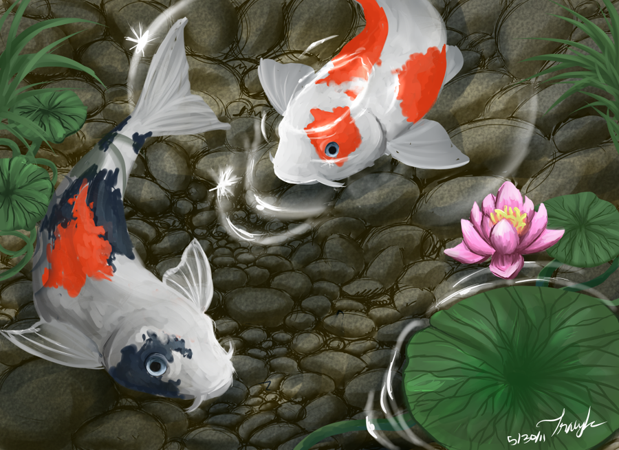 900x655 Koi Fish Pond - Koi Fish Pond Drawing