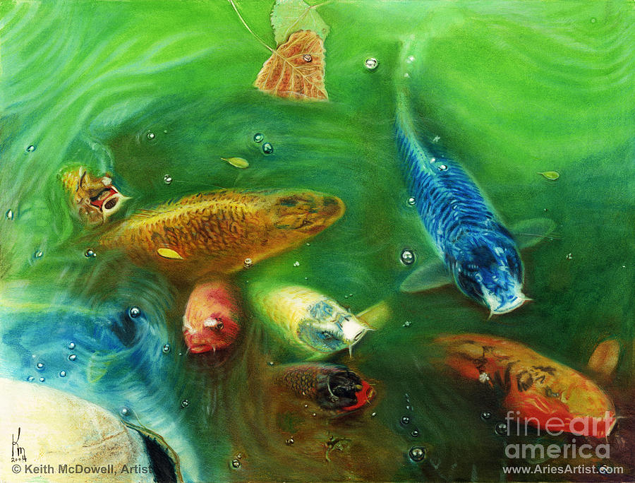900x684 Lucky Koi Pond Drawing - Koi Fish Pond Drawing