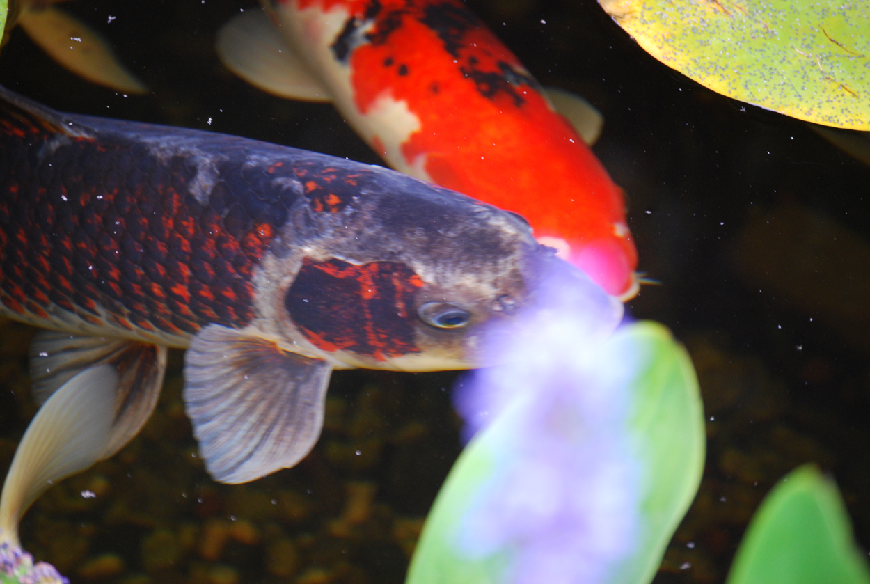 1250x839 tips from an expert pond builder in los angeles - Koi Fish Pond Drawing