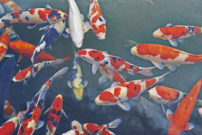 675x450 what do koi fish symbolize lovetoknow - Koi Fish Pond Drawing