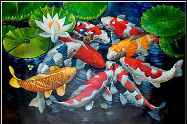 646x429 Koi Fish Drawing Archives - Koi Fish Pond Drawing