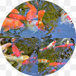 260x260 Fish Pond Png - Koi Fish Pond Drawing