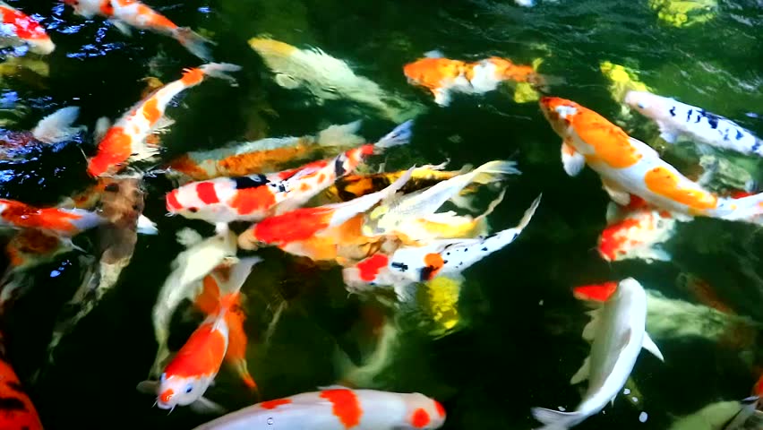 852x480 Japanese Koi Drawing Stock Video Footage - Koi Fish Pond Drawing