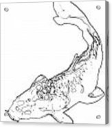 163x186 Line Drawing Of A Koi Cypinus Carpio Metal Print - Koi Line Drawing