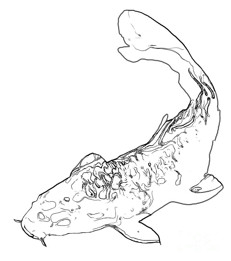 797x900 Line Drawing Of A Koi Cypinus Carpio Photograph - Koi Line Drawing