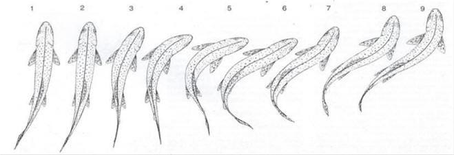 659x226 The Helpful Art Teacher Draw And Paint Koi - Koi Line Drawing