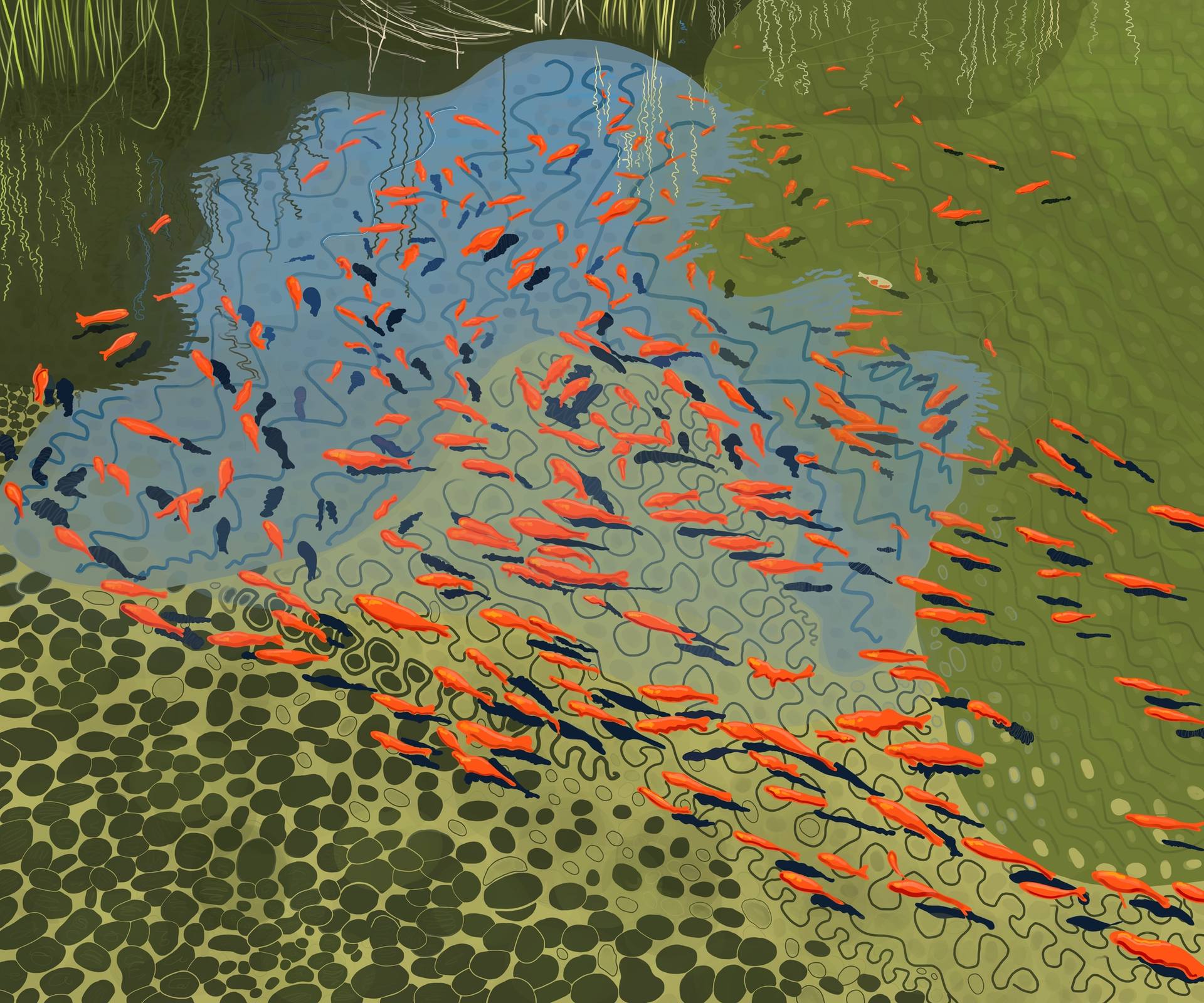 1920x1600 Koi Pond At Botanical Garden - Koi Pond Drawing