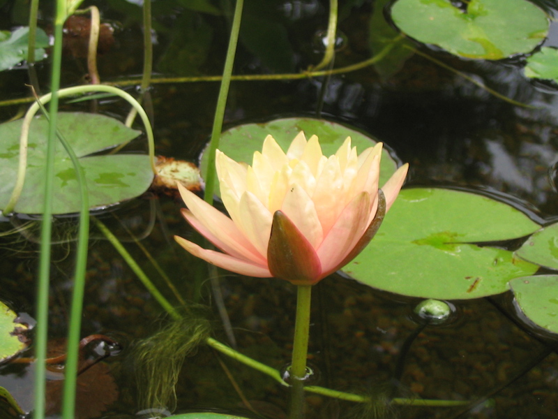 800x600 Father's Day Drawing Koi Pond Zana Bass - Koi Pond Drawing