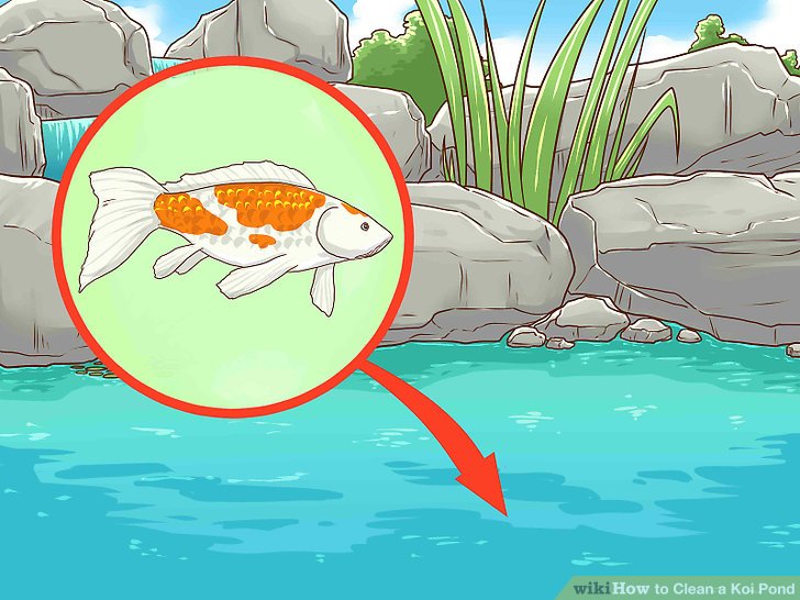 728x546 How To Clean A Koi Pond Steps - Koi Pond Drawing