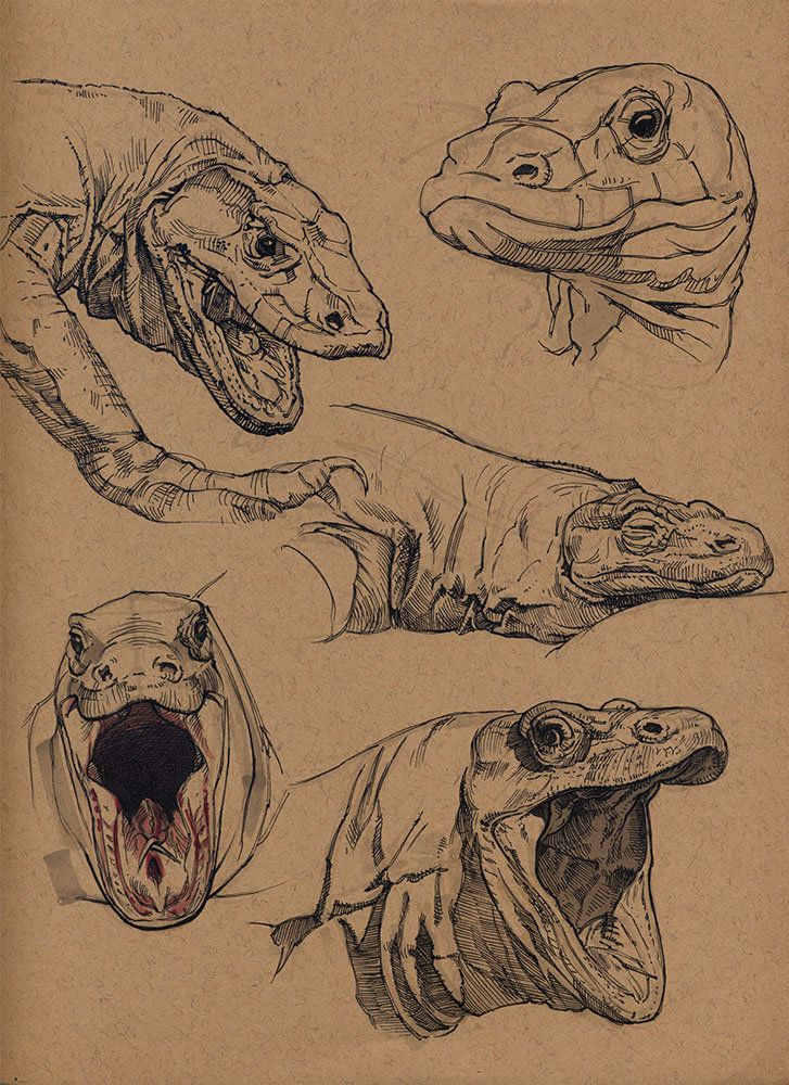 727x1000 zazzy illustration - Komodo Dragon Drawing