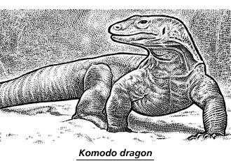 330x231 when good lizards go bad komodo dragons take violent turn - Komodo Dragon Drawing