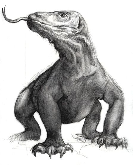 447x554 rough sketch of komodo dragon - Komodo Dragon Drawing