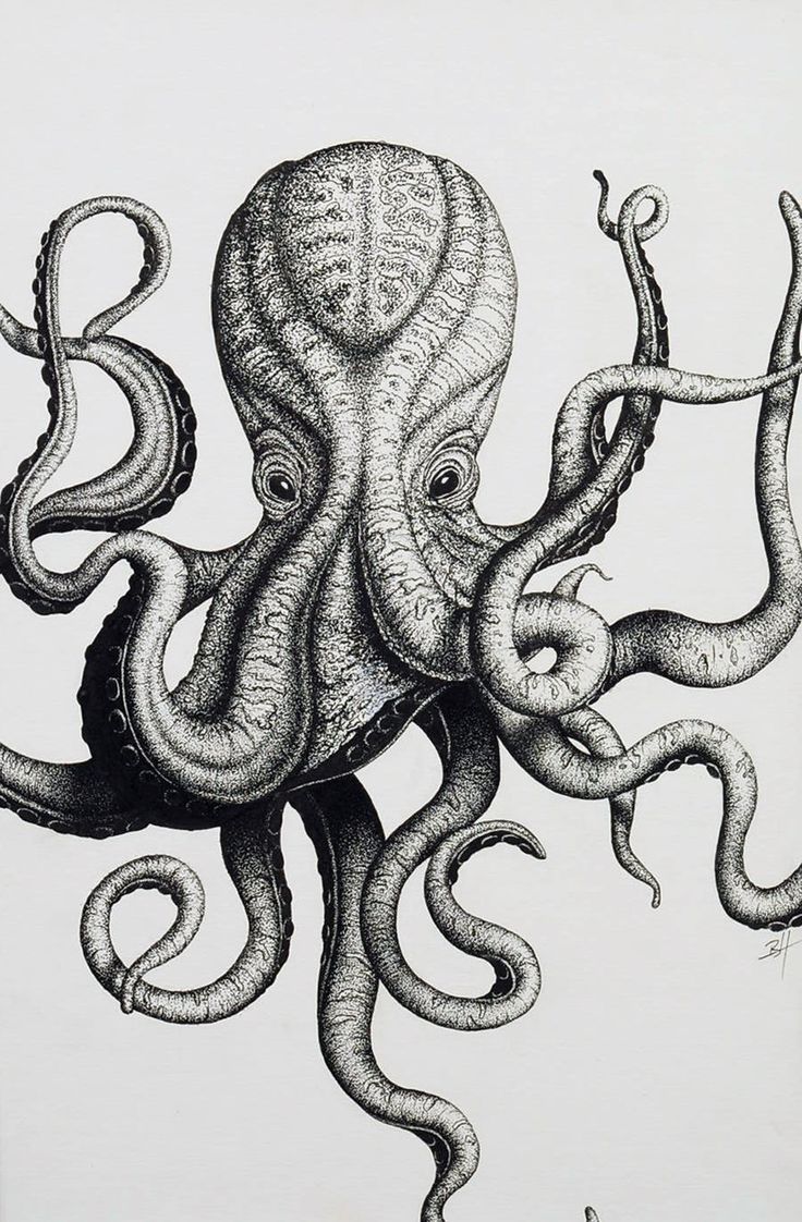 736x1122 Image Result For Kraken Drawing Tattoo Ideas Pulpos Dibujo - Kraken Drawing