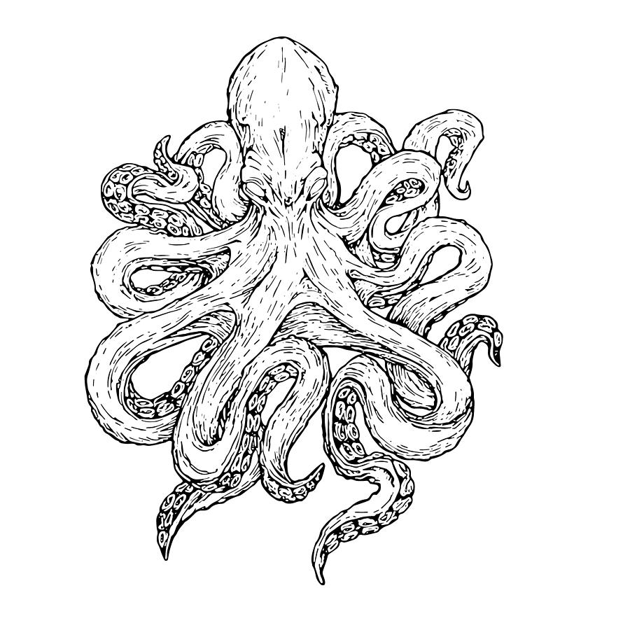 900x900 Kraken Photograph - Kraken Drawing