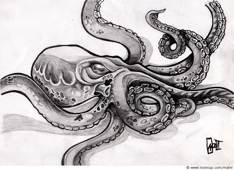 800x580 Kraken Drawing - Kraken Drawing