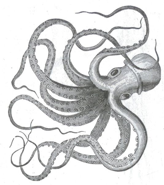 534x600 Realistic Kraken Drawing Drawings Octopus Drawings Tumblr - Kraken Drawing