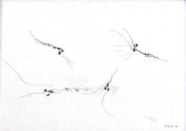 600x423 drawing is seeing lisa roberts blog - Krill Drawing