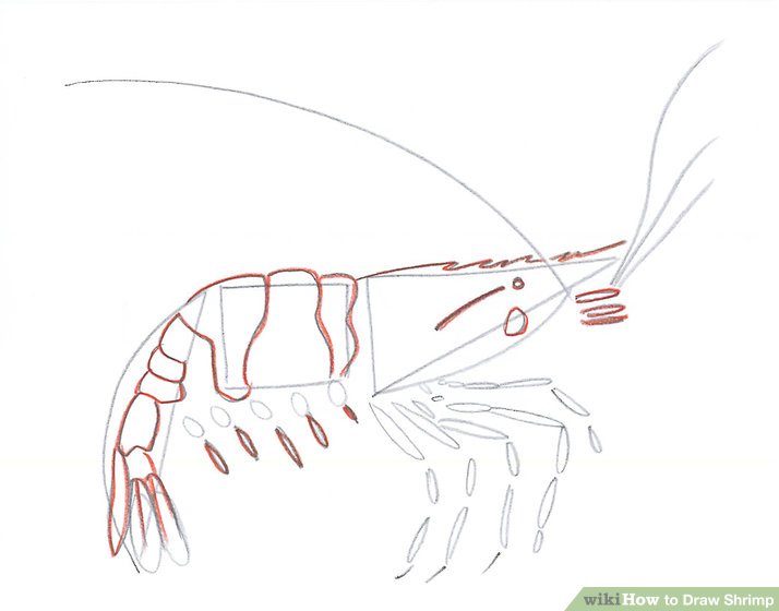 Krill Drawing At Explore Collection Of Krill Drawing