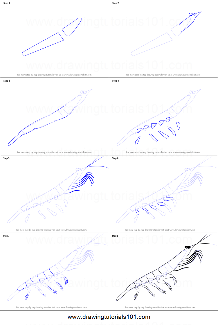 751x1119 how to draw a antarctic krill printable step - Krill Drawing