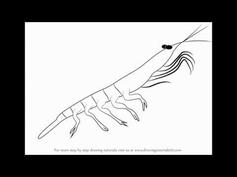 480x360 how to draw antartic krill - Krill Drawing