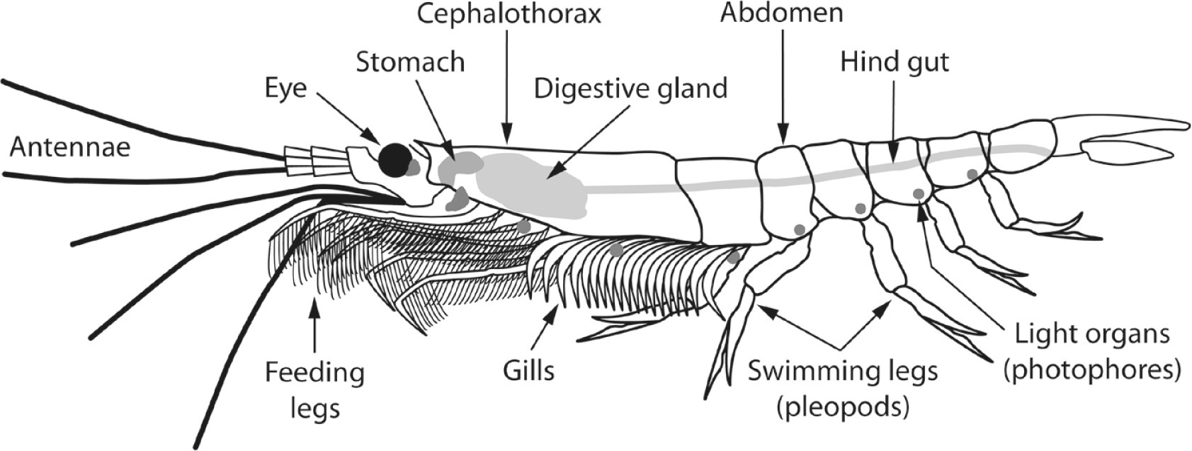 Krill Drawing at PaintingValley.com | Explore collection of Krill Drawing