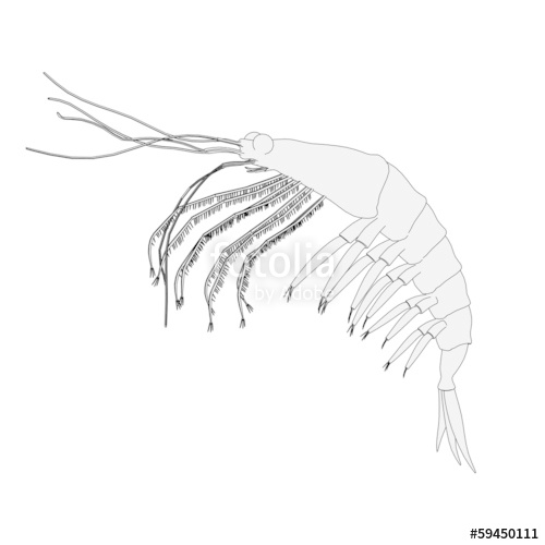 Krill Drawing at Explore collection of Krill Drawing