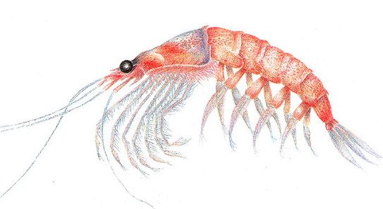 543x297 antarctica - Krill Drawing