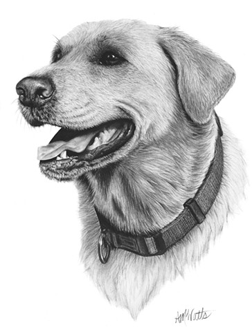 364x480 Evertree Studio - Lab Dog Drawing