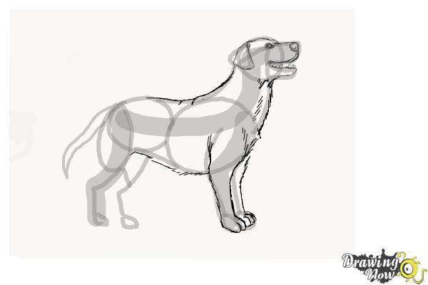 600x400 How To Draw A Black Labrador Retriever - Lab Dog Drawing