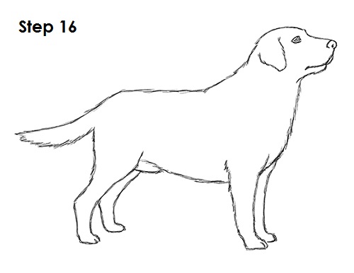 500x386 How To Draw A Dog - Lab Dog Drawing