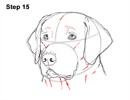 500x386 How To Draw A Labrador Retriever Head Video Step - Lab Dog Drawing