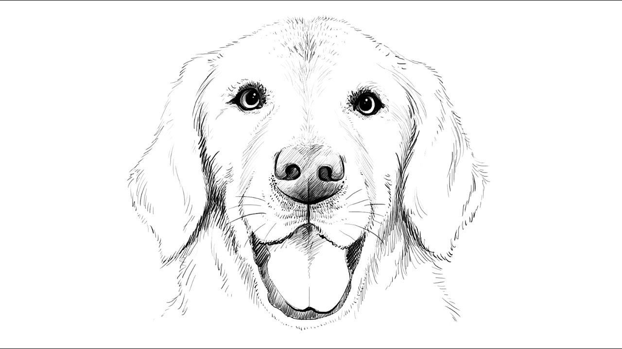 1280x720 How To Draw Labrador Dog - Lab Dog Drawing