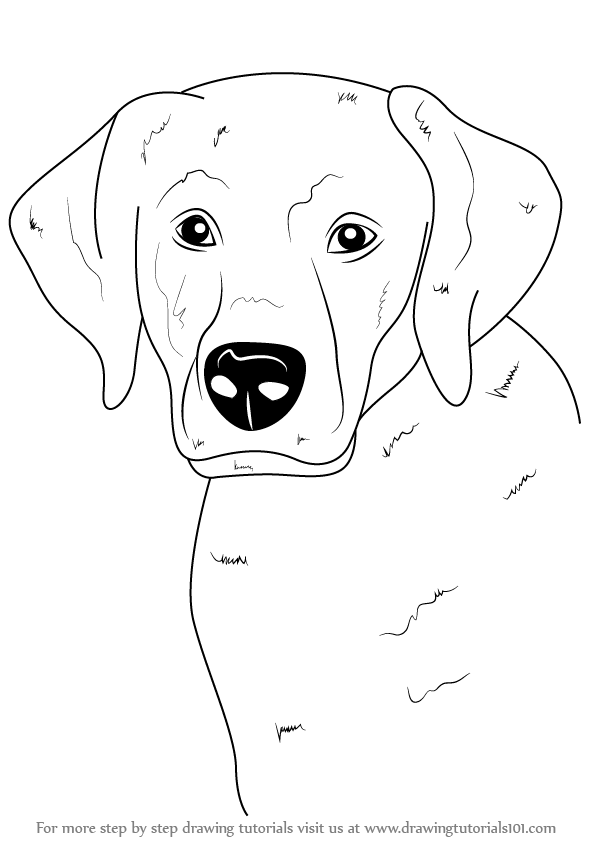 598x844 Learn How To Draw A Labrador Face - Lab Dog Drawing
