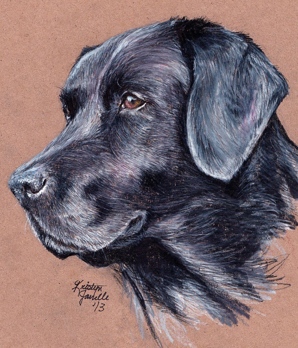1024x1194 Pics For Gt Easy Black Lab Drawing Art Inspirations - Lab Dog Drawing