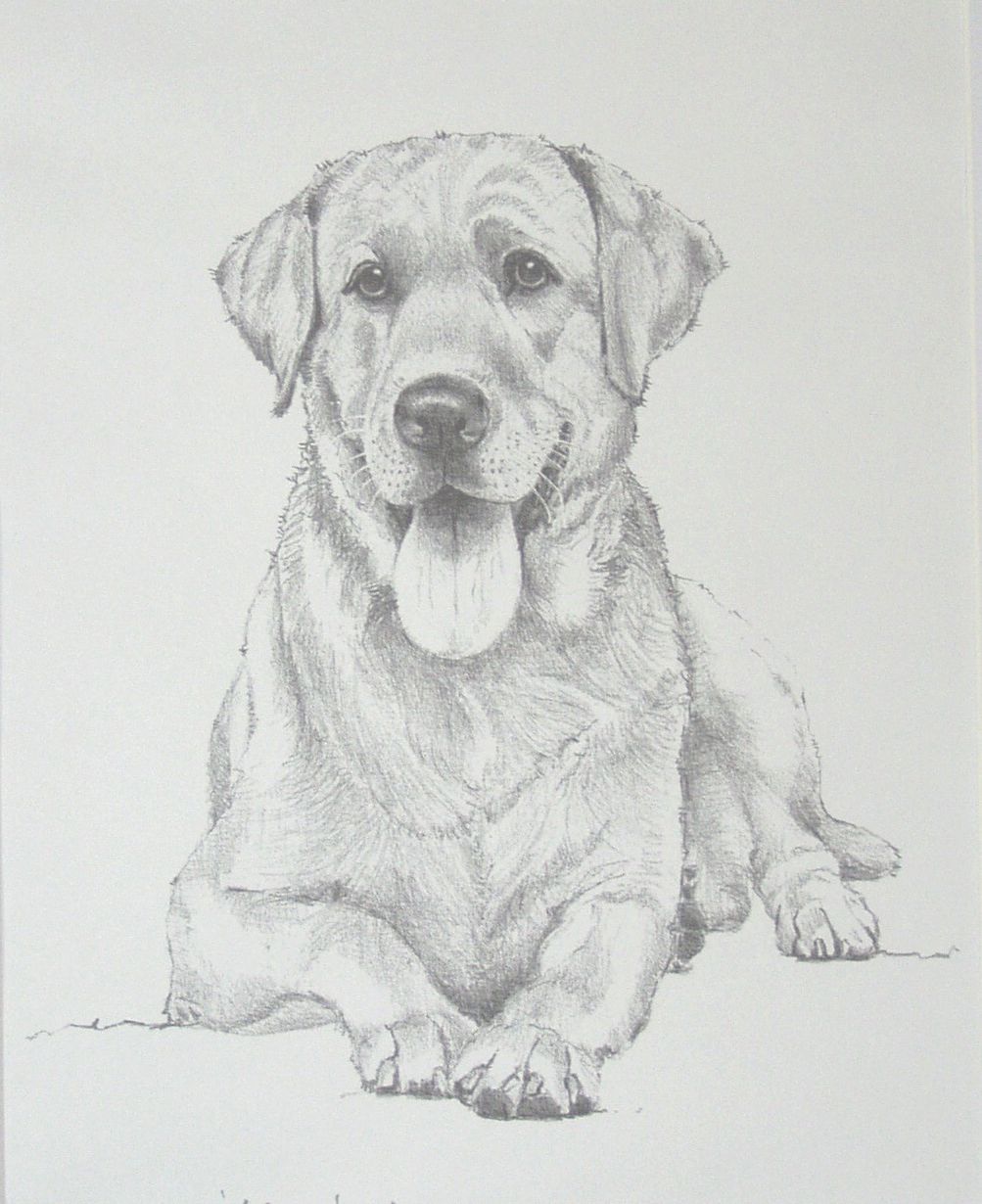 1003x1230 Drawing Of Labrador - Lab Dog Drawing
