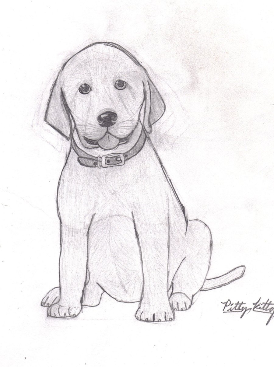Нарисовать собаку карандашом легко и красиво. Рисунок собаки для срисовки легкие. Рисунок собаки карандашом для срисовки. Собака рисунок карандашом. Рисунки собак для срисовки лёгкие.