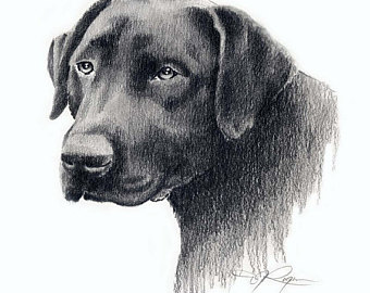 340x270 Black Lab Drawing Etsy - Lab Drawing