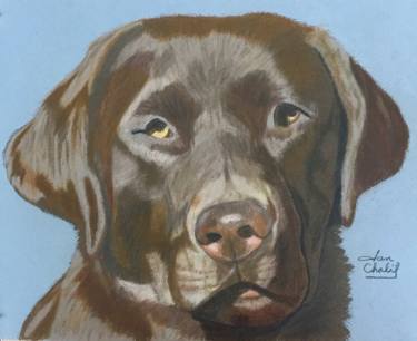 375x306 Chocolate Lab Drawing - Lab Drawing