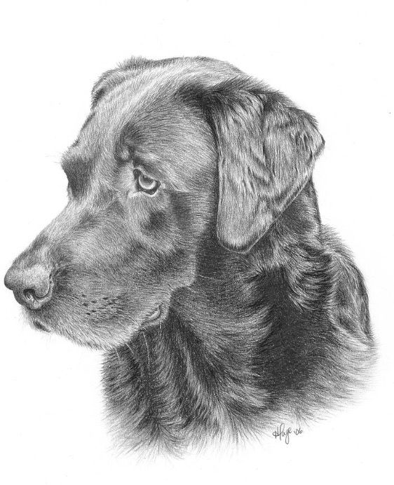 562x692 Chocolate Lab Drawing In Pencil Drawings, Drawings - Lab Drawing